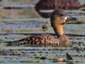 White-backed Duck